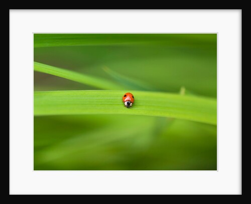 Ladybug on leaf by Assaf Frank